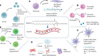 Pushing the envelope: Immune mechanism and application landscape of macrophage-activating lipopeptide-2